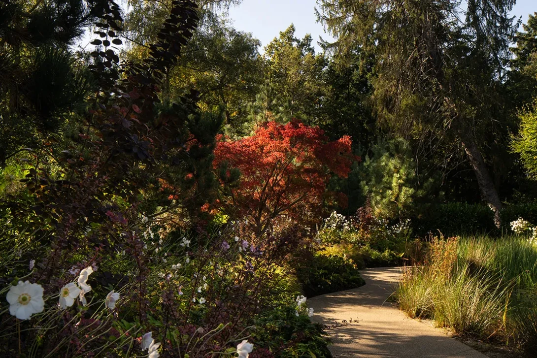 Japanese acer glowing red among mature garden planting — UK architectural photographer.