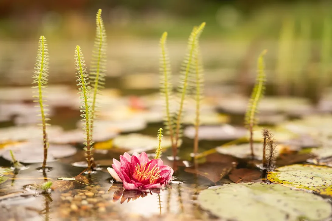 Macro detail of aquatic planting beside garden water feature — award winning landscape architectural photography.