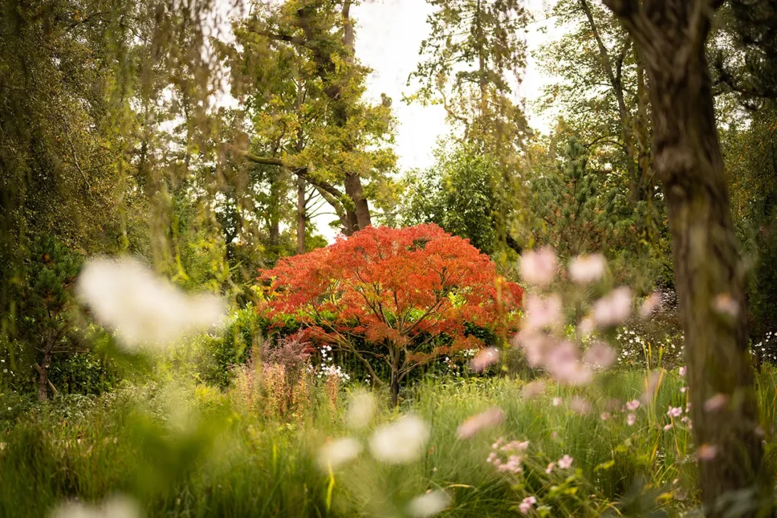 Japanese acer glowing red among mature garden planting — UK architectural photographer.