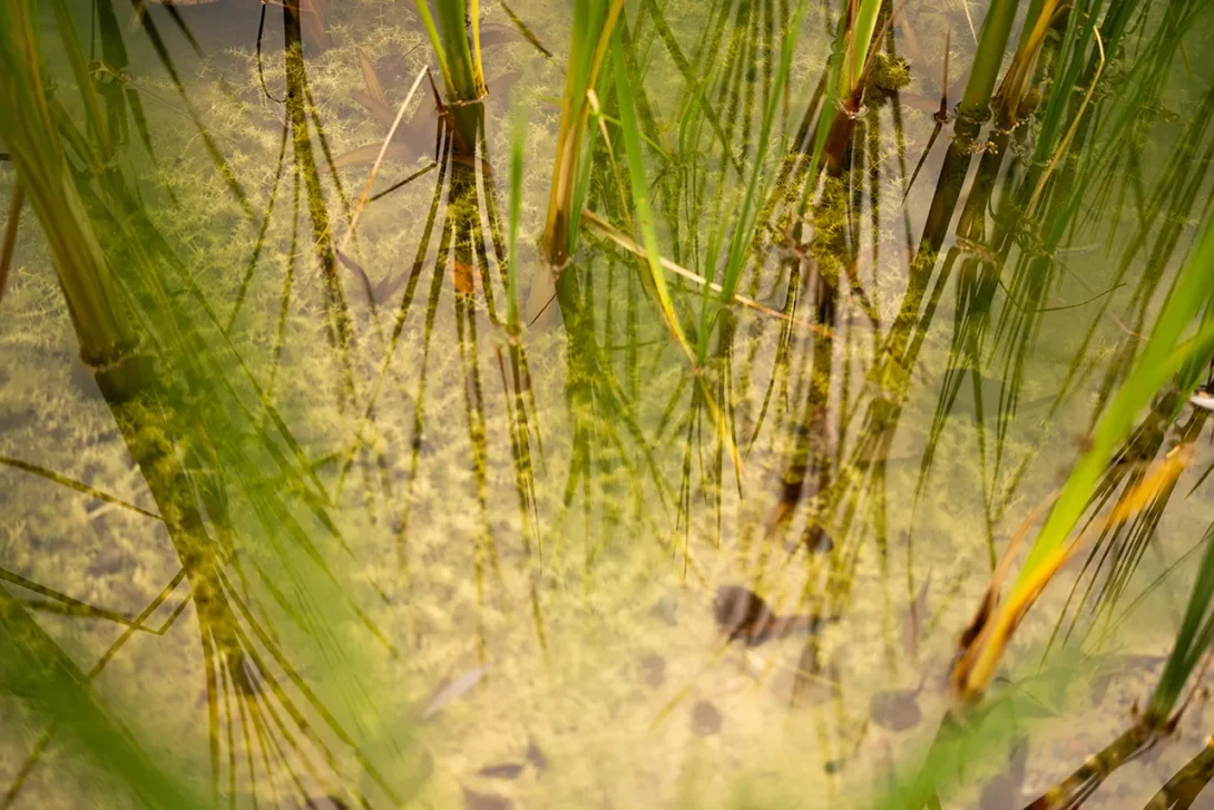 Reeds and reflections on still autumn water — captured by UK architectural photographer.