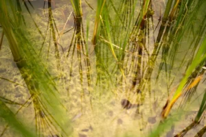 Reeds and reflections on still autumn water — captured by UK architectural photographer.